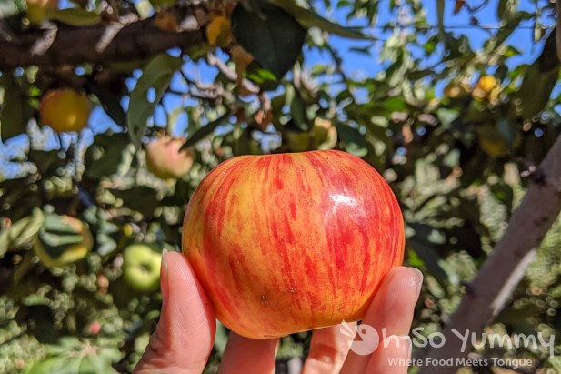 apple closeup at Volcan Valley Apple Farm