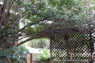 green canopy in the back of Evolution Fast Food in San Diego green canopy in the back of Evolution Fast Food in San Diego
