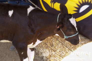The Wedge Escondido 2014 - a calf The Wedge Escondido 2014 - a calf