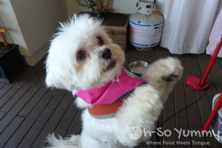 furry friend at Carnitas Snack Shack (Carmel Valley area) furry friend at Carnitas Snack Shack (Carmel Valley area)