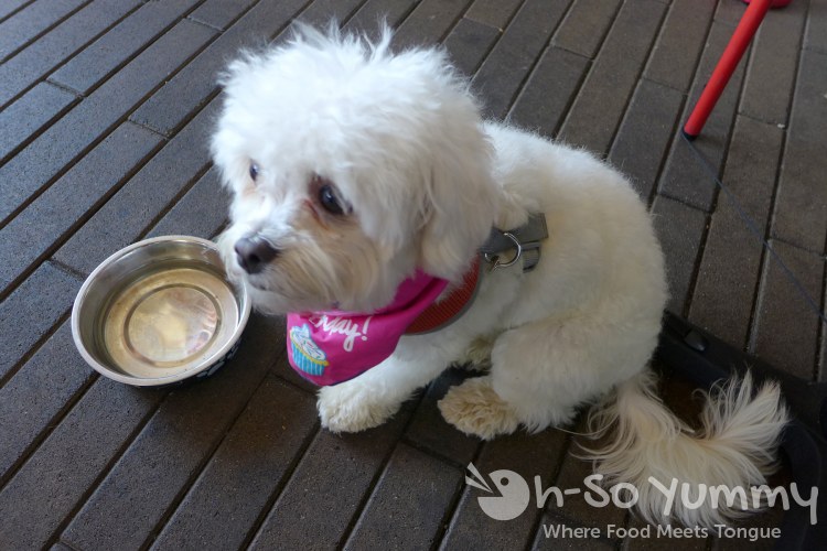 furry friend at Carnitas Snack Shack (Carmel Valley area) furry friend at Carnitas Snack Shack (Carmel Valley area)