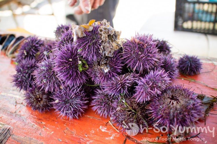 sea urchin at the fishing village of Popotla, B.C., Mexico sea urchin at the fishing village of Popotla, B.C., Mexico
