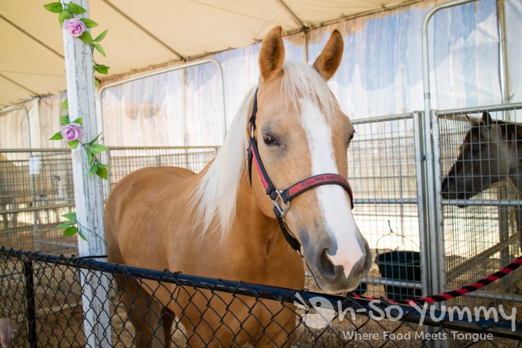 Sadie the palomino at San Diego Fair 2017 Where the West is Fun Sadie the palomino at San Diego Fair 2017 Where the West is Fun