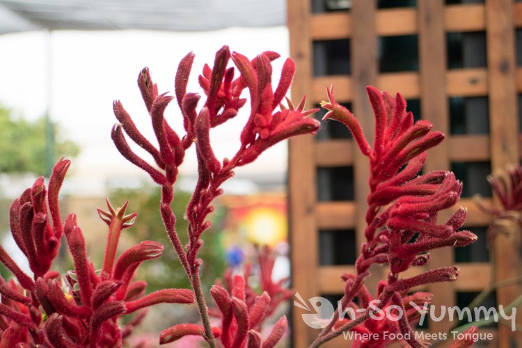 kangaroo paws fight at San Diego Fair 2017 Where the West is Fun kangaroo paws fight at San Diego Fair 2017 Where the West is Fun