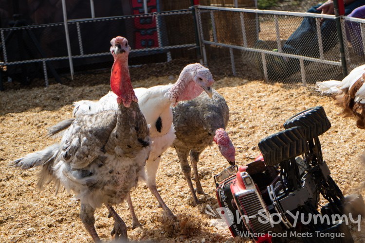 turkey stampede at San Diego Fair 2017 Where the West is Fun turkey stampede at San Diego Fair 2017 Where the West is Fun