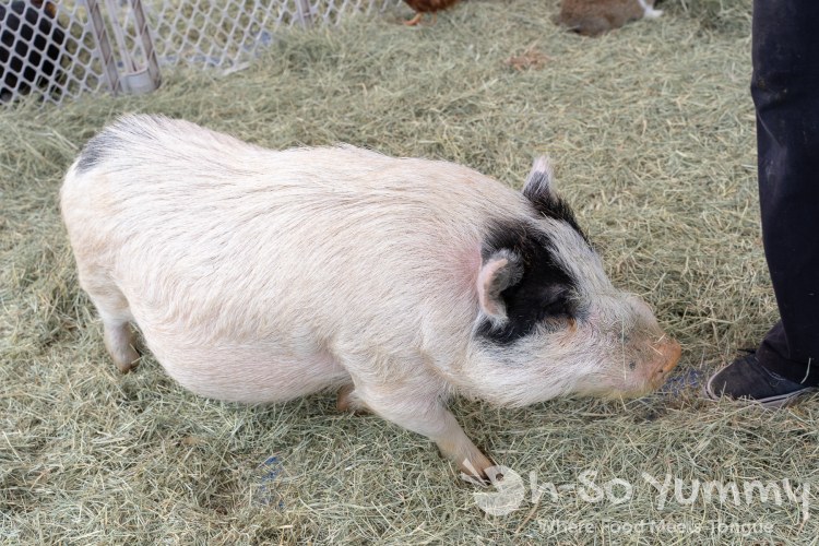 Adorable Pig at Tet Festival Mira Mesa Adorable Pig at Tet Festival Mira Mesa