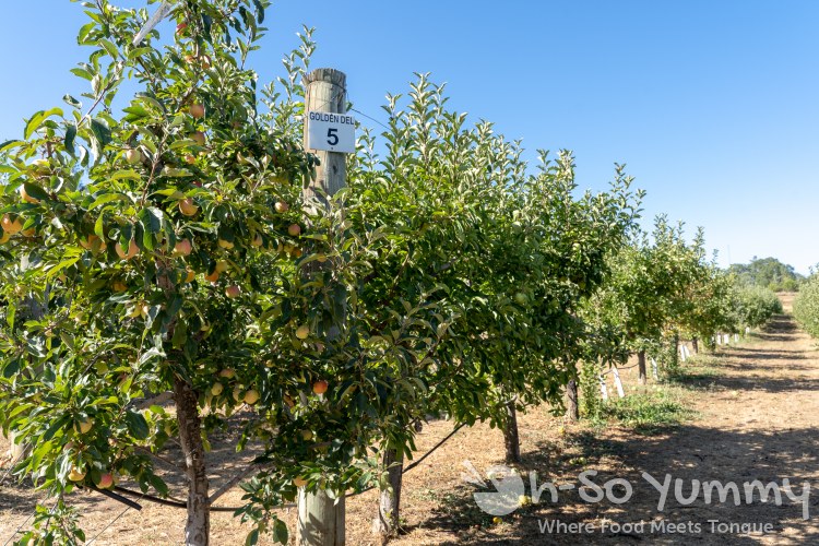 Apple orchids at Volcan Valley Apple Farm Apple orchids at Volcan Valley Apple Farm
