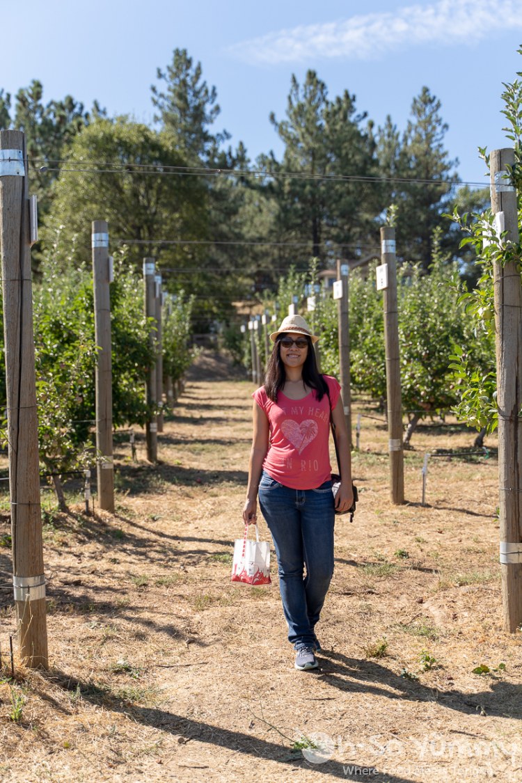 middle of the orchid at Volcan Valley Apple Farm middle of the orchid at Volcan Valley Apple Farm