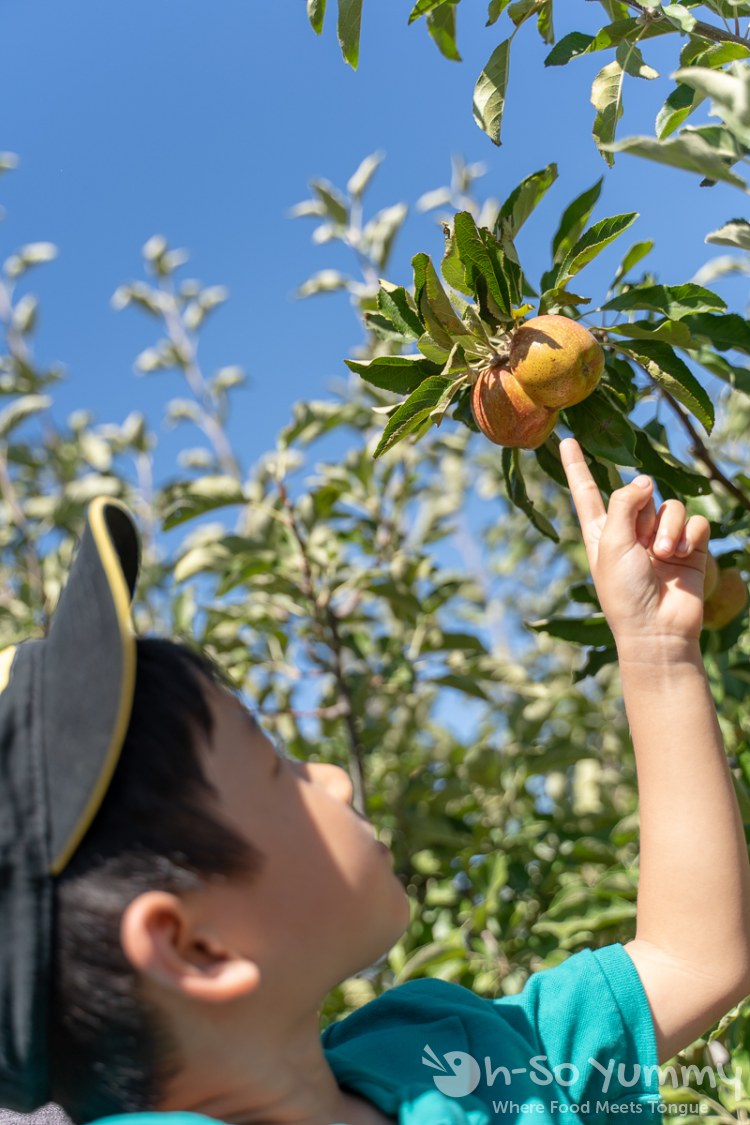 double apple at Volcan Valley Apple Farm double apple at Volcan Valley Apple Farm