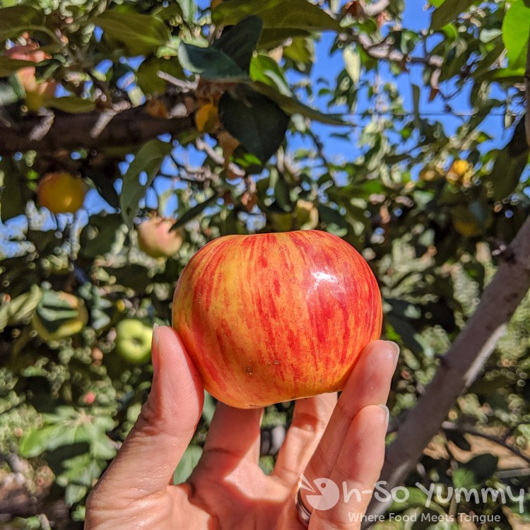 fruit filled apple tree at Volcan Valley Apple Farm apple closeup at Volcan Valley Apple Farm