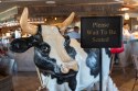 Cow welcome at Toast Gastrobrunch in Carlsbad